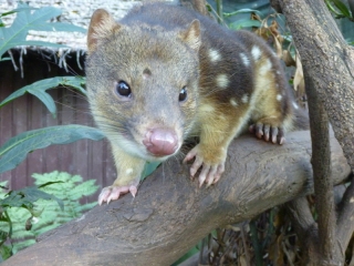 This was our final target - the spotted-tail quoll, this one at Trowunna Wildlife Sanctuary