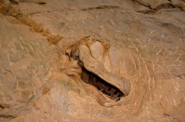 Real dinosaurs, really in situ. Perhaps only thrilling to a geologist?