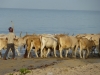 BeachCows-001