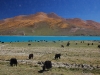 Yaks at Yamdrok