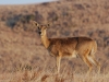 Reedbuck