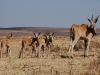 Baby eland