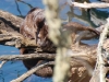 Otter claws