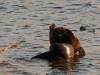 Otter luvin