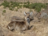 Waterbuck