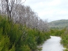 On the coast the forest gives way to windswept heath land