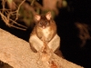 For mammals we had to go night spot-lighting, and discovered the previously unknown Buddha Possum