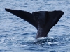 And the biggest of the toothed whales, a Sperm Whale off Kaikoura