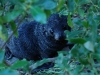 This fur seal pup crept up on us while we spied on his family - he was about 3 feet away, squeeee!