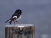 Apart from those in the sea, New Zealand has no native land mammals at all - zero. Birds are the thing, like this little Tomtit