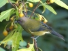 This is the Bellbird, master of many sounds. When these guys sing the forest sounds like a video game. Pew! Pew! Zoink! Gronk, gronk!