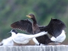 \'Psst... missus tern, look what I\'ve got...\'  With a name like the Little Black Shag is it any wonder he\'s a pervert?