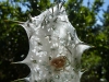 We have no idea what this is - possibly some kind of alien egg-case?