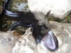 BOO! We\'ll finish the show with an eel. Moments later he devoured the camera entirely