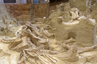 But look at the BONES! They're mammoth, all of them