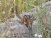Mammal #3 - the ever-cute and ever-present Least Chipmunk