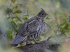Grouse intervention