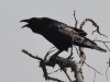 Quoth the raven: BWAAAAARK!