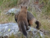 Mammal #9 - an American Marten with his marmot to go