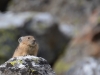 Mammal #11 - king Pika surveys his domain