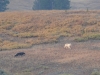 Mammal #12 - a pair of dramatically coloured Grey Wolves, not grey at all really