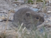 Mammal #16 - the Sagebrush Vole