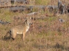 Mammal #19 - wily Coyote