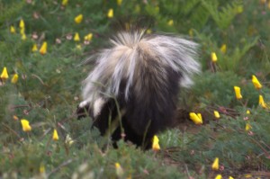 Pepe le Pew, is that you?